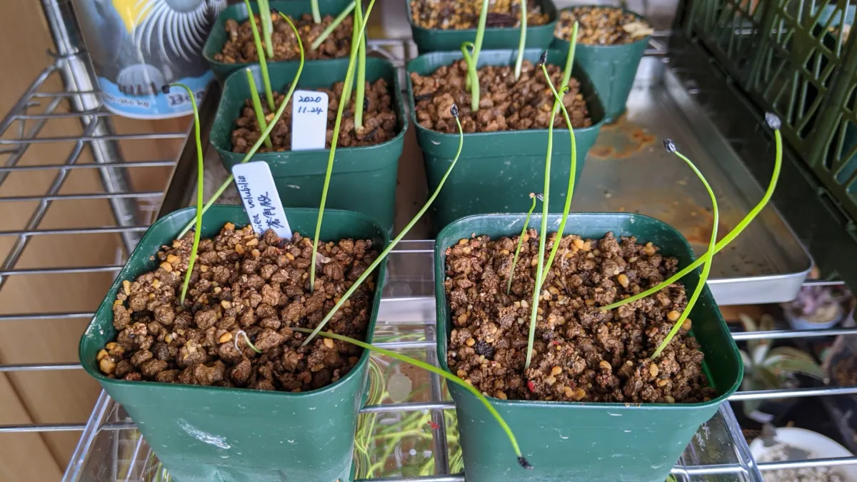 Bowiea volubilis (ボウィエア ボルビリス 蒼角殿)