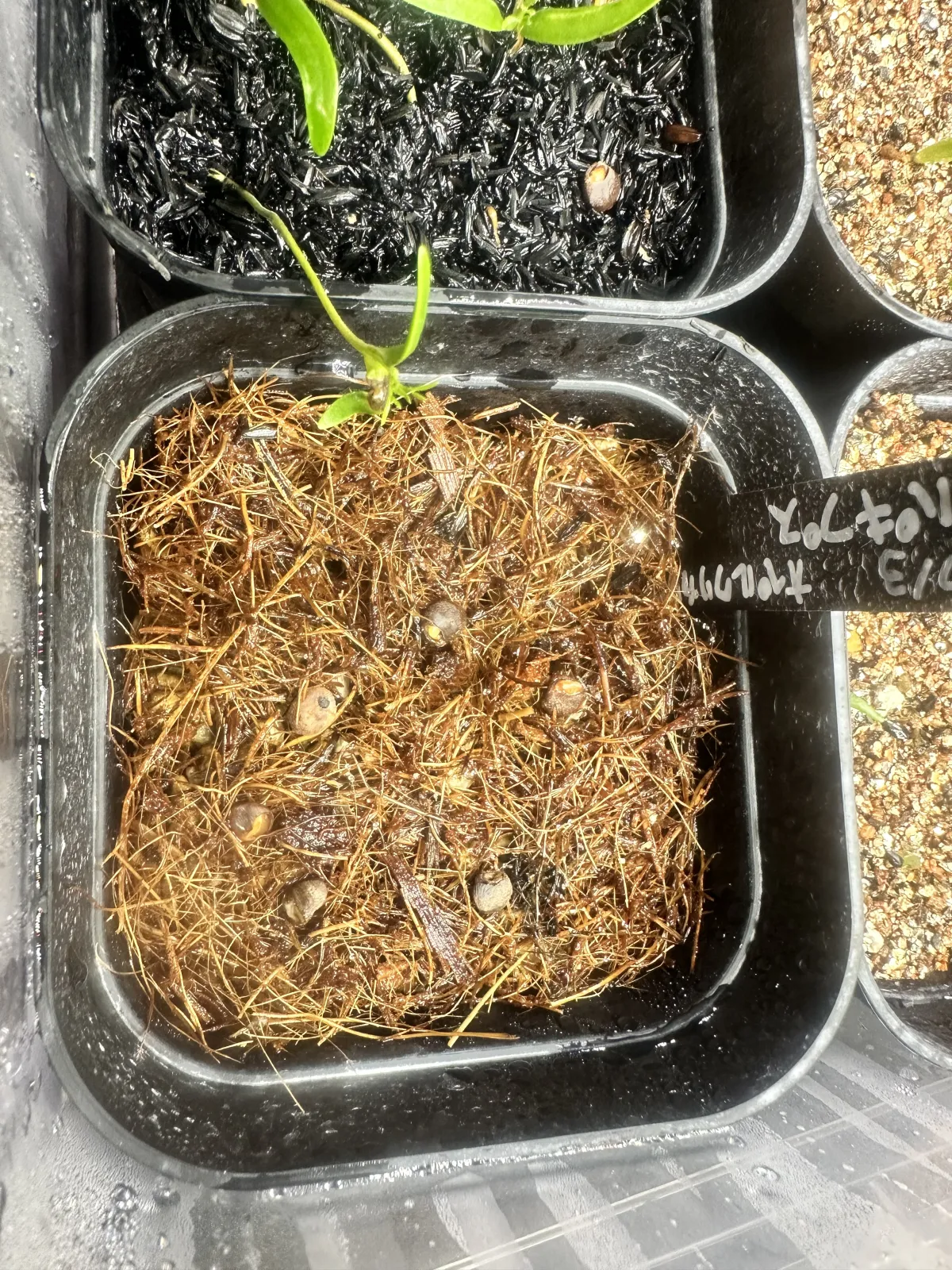 Operculicarya pachypus (オペルクリカリア パキプス)