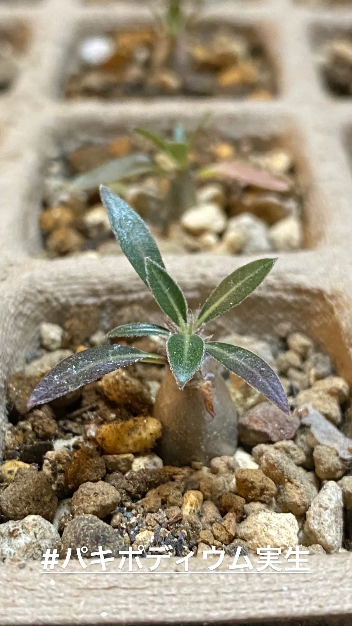 Pachypodium rosulatum (パキポディウム ロスラーツム)