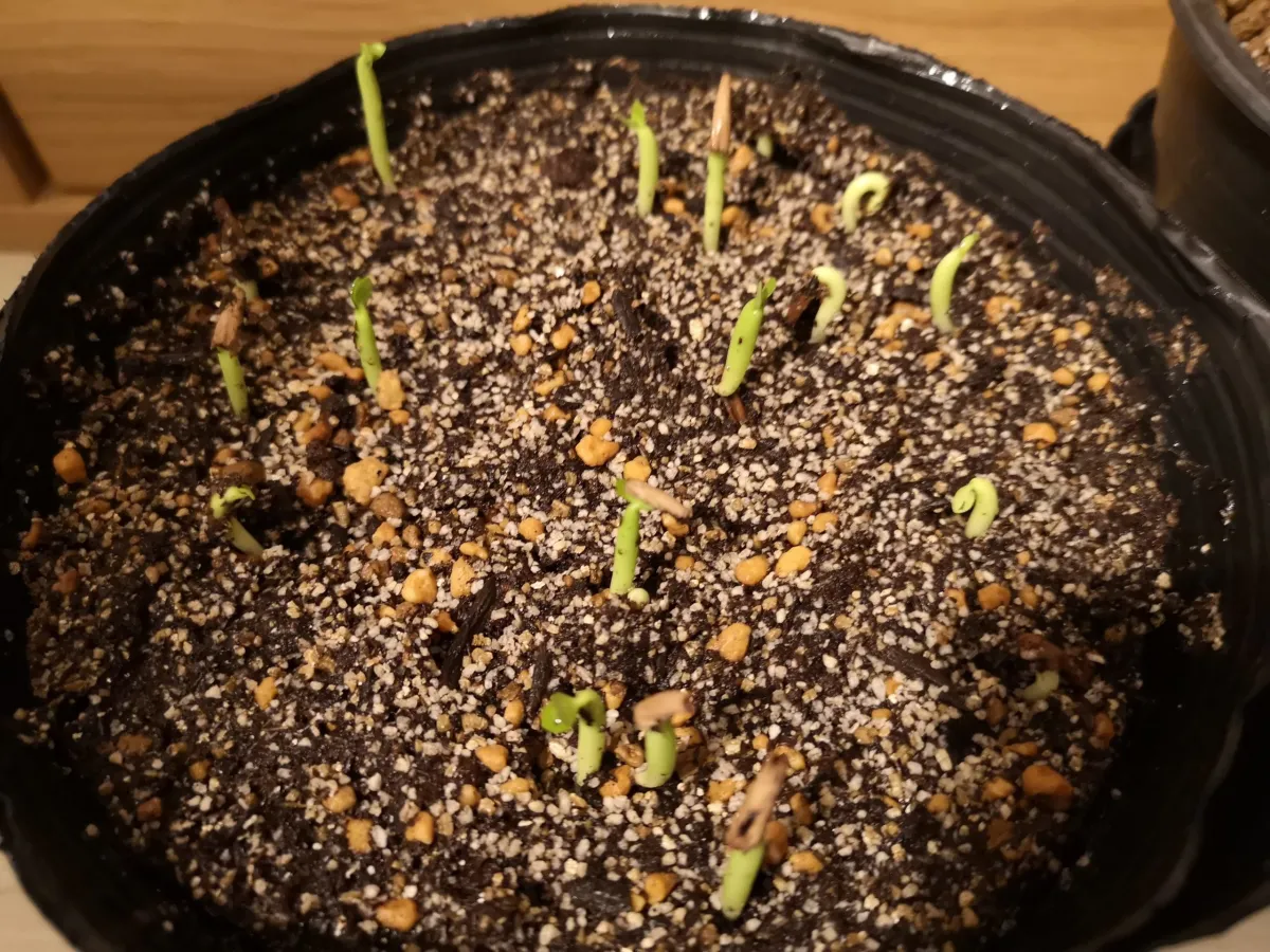 Adenium somalense var. black black (アデニウム ブラックソマレンセ)