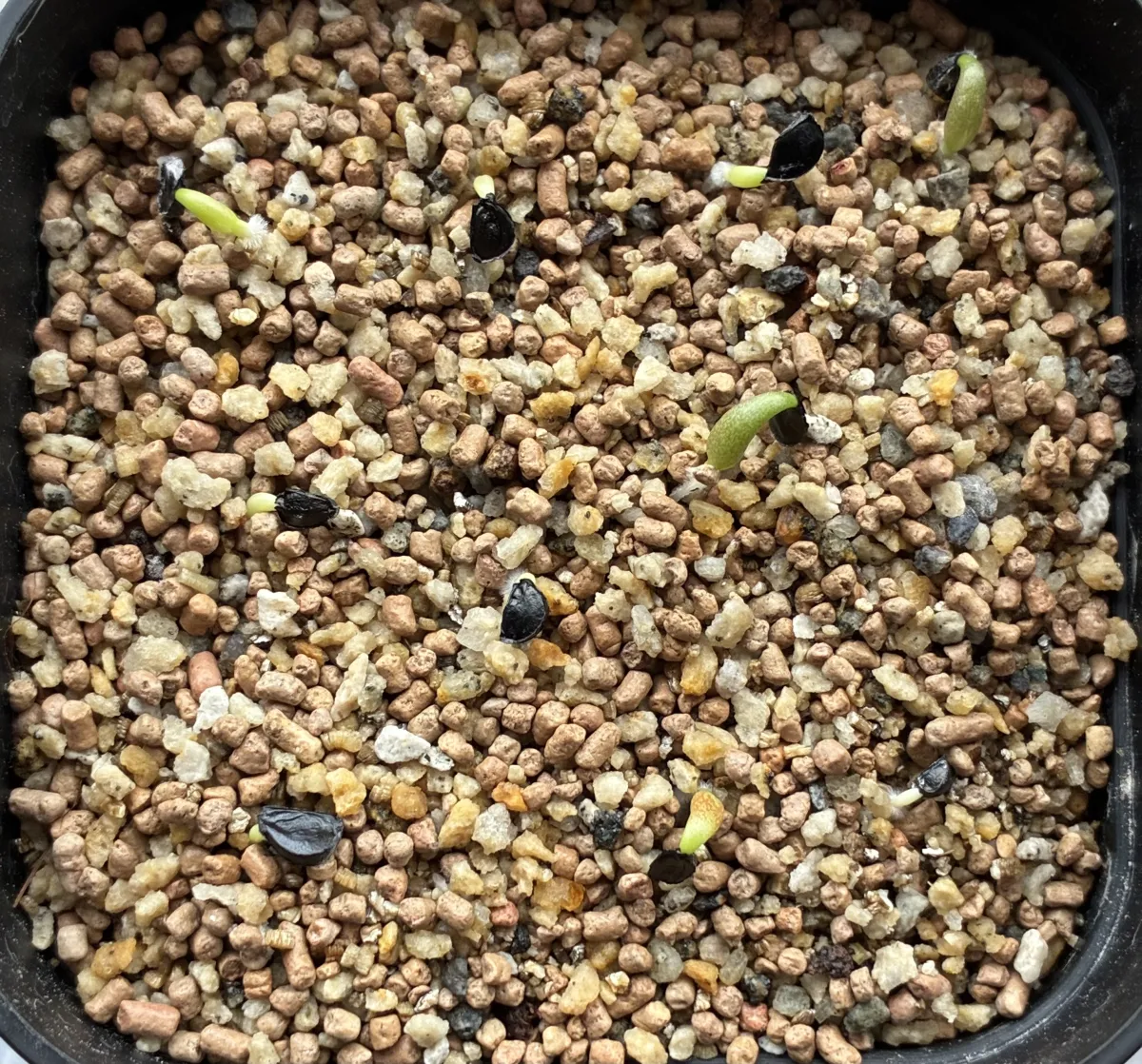 Agave kerchovei 'Huajuapan Red' (アガベ ワフアパンレッド)