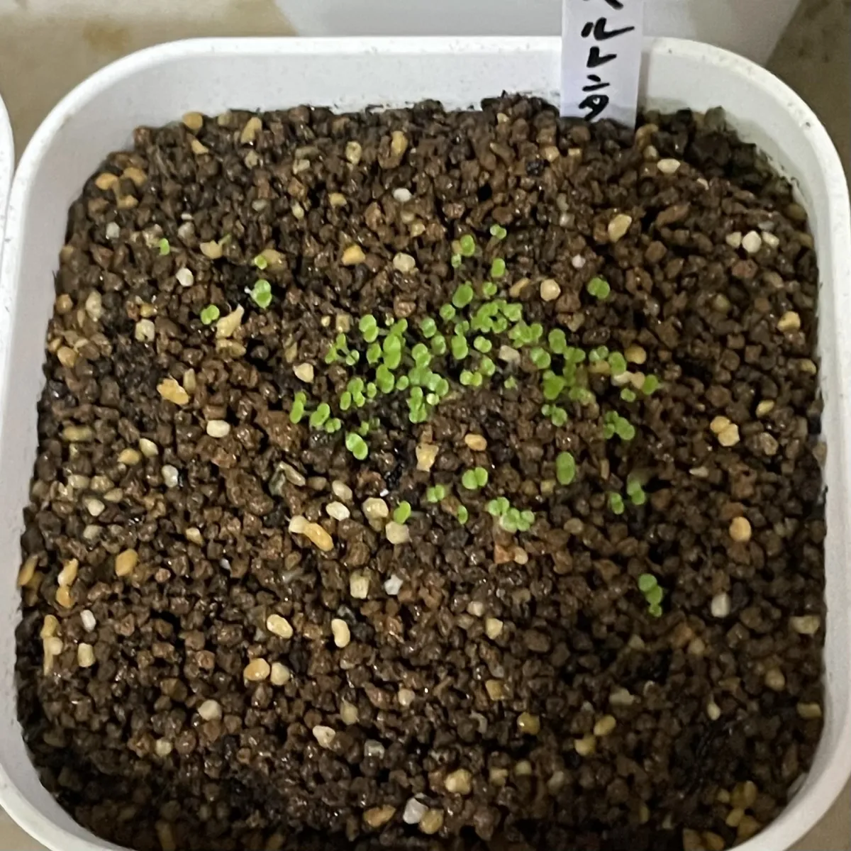 Dudleya pulverulenta (ダドレヤ プルベルレンタ)