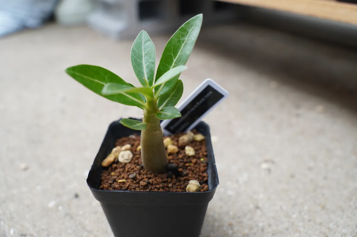 Adenium arabicum Black Stem (アデニウム アラビカム ブラックステム)