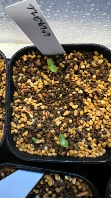 Pachypodium densiflorum var. brevicalyx (パキポディウム ブレビカリックス)