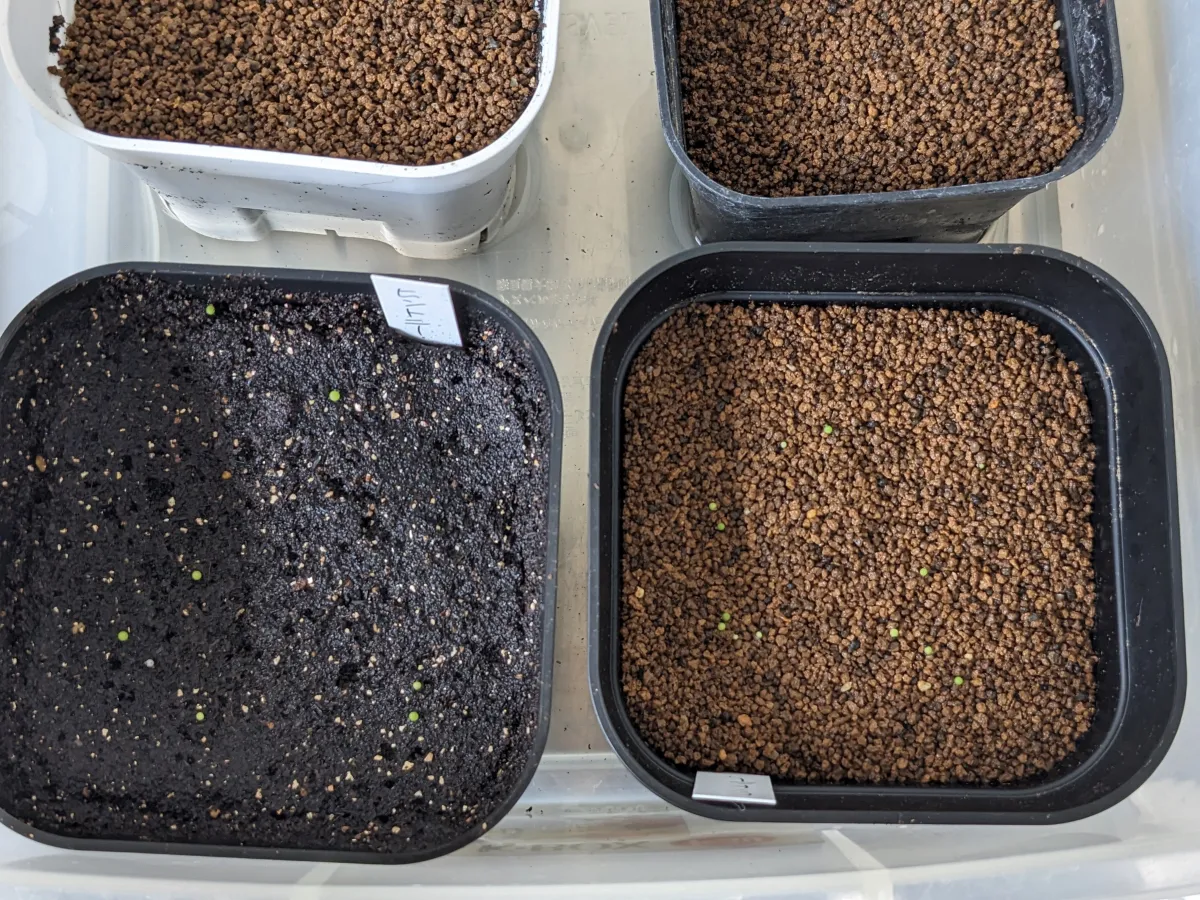 Aztekium hintonii (アズテキウム ヒントニー)