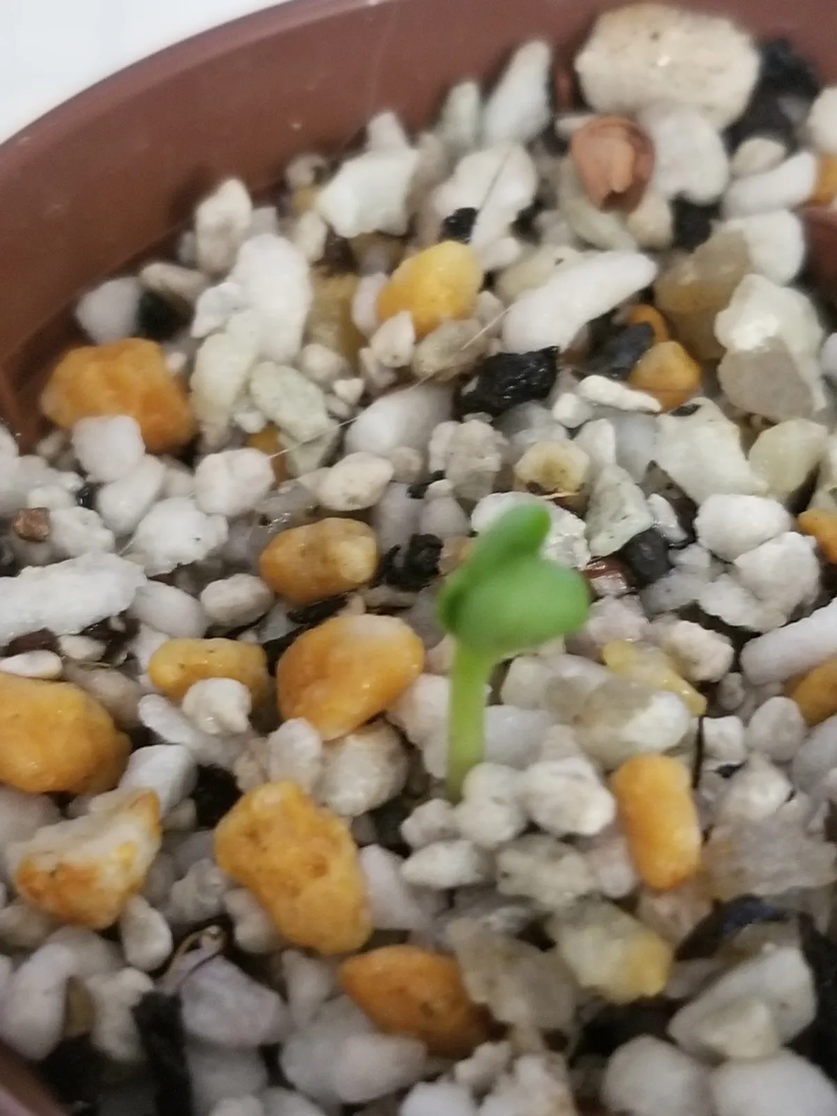 Pachypodium bispinosum (パキポディウム ビスピノーサム)