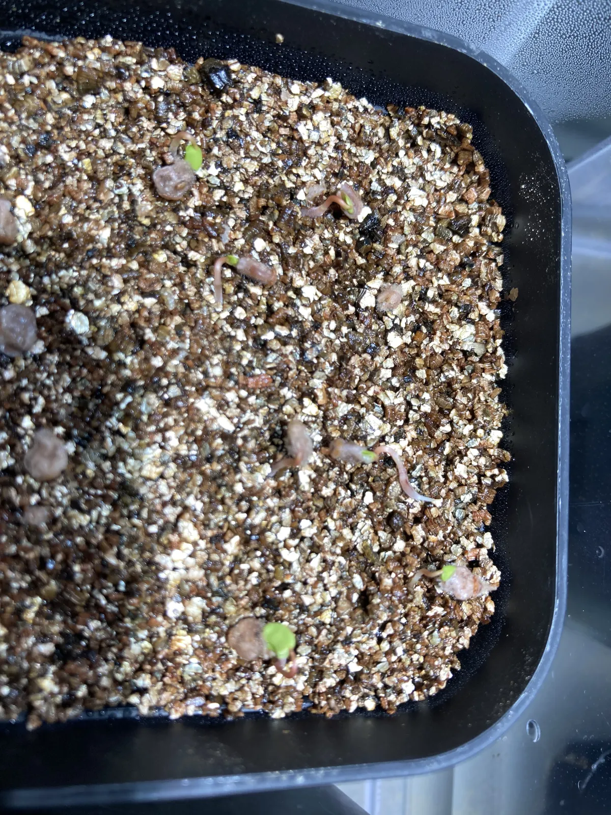 Pachycormus discolor (パキコルムス ディスカラー)