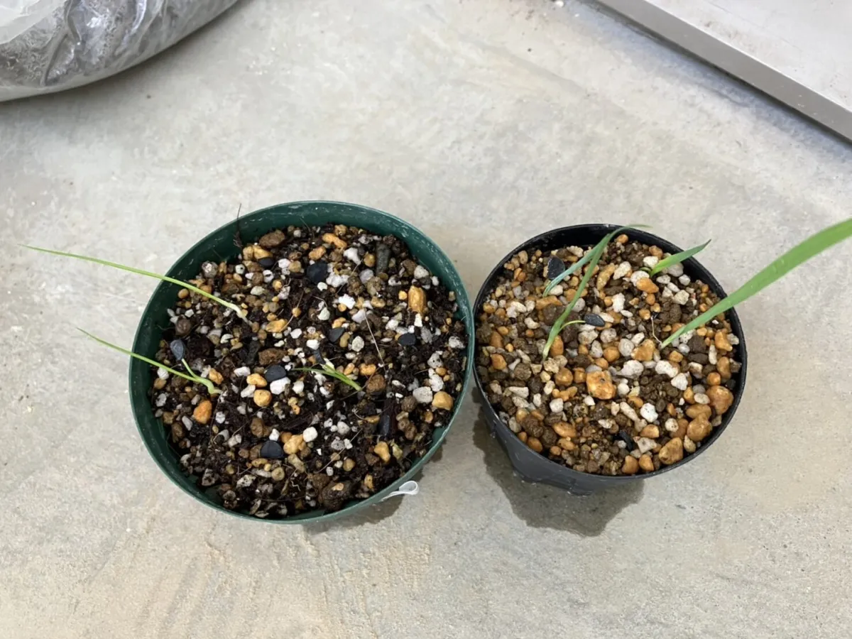 Yucca rigida (ユッカ リギダ)