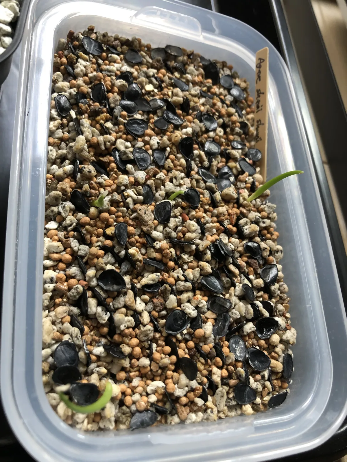 [チャレンジ種子] アガベ シャウィ（発芽難） Agave shawii subsp. shawii (発芽難)