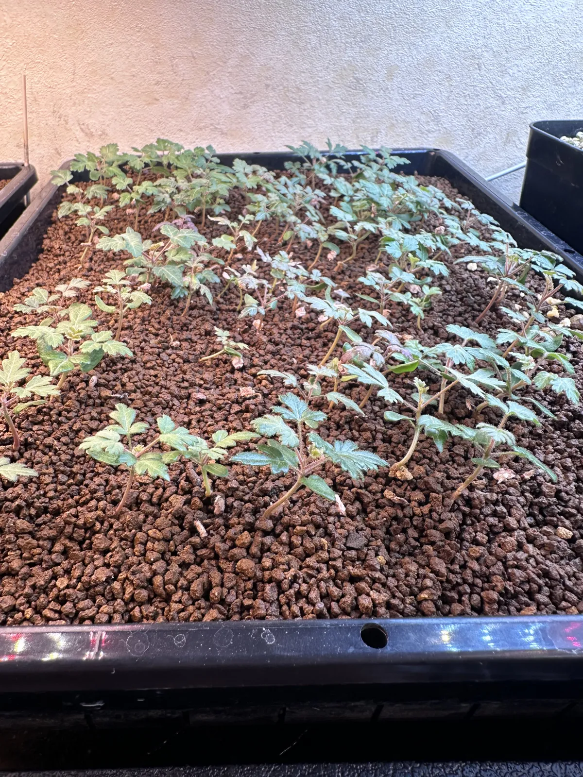 Pachycormus discolor (パキコルムス ディスカラー)