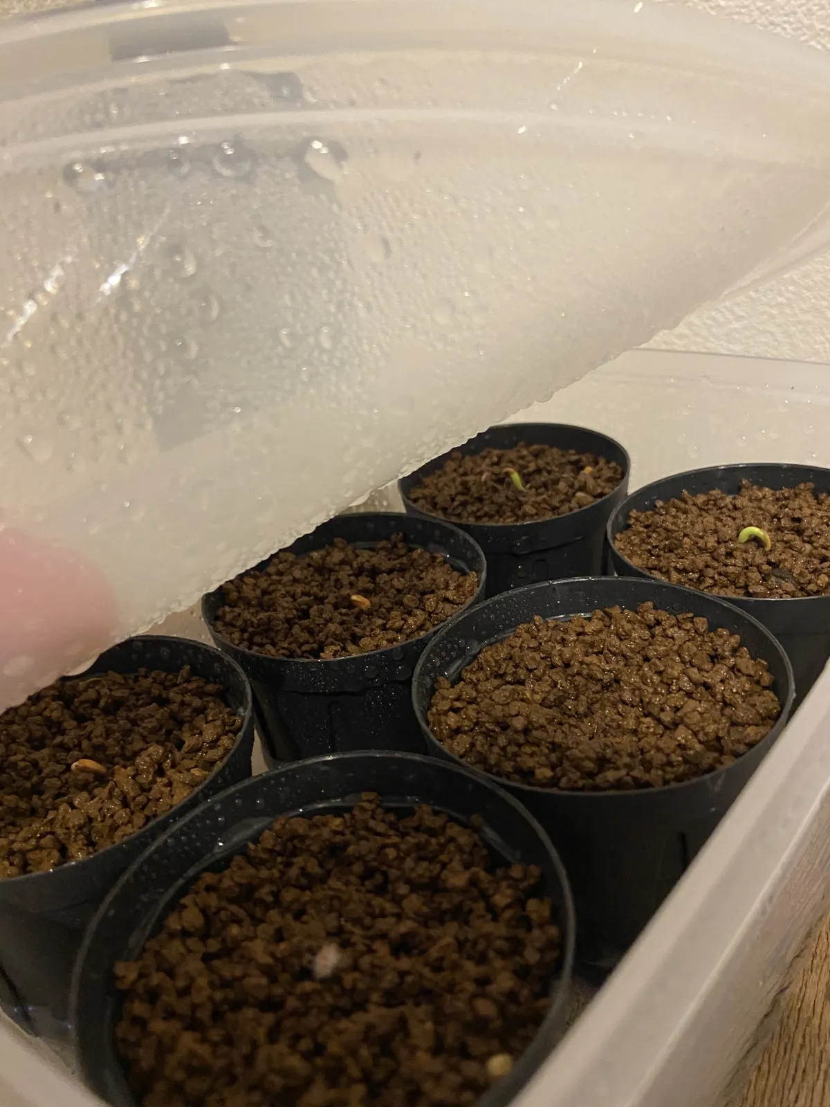 Pachypodium rosulatum var. inopinatum (パキポディウム イノピナツム)