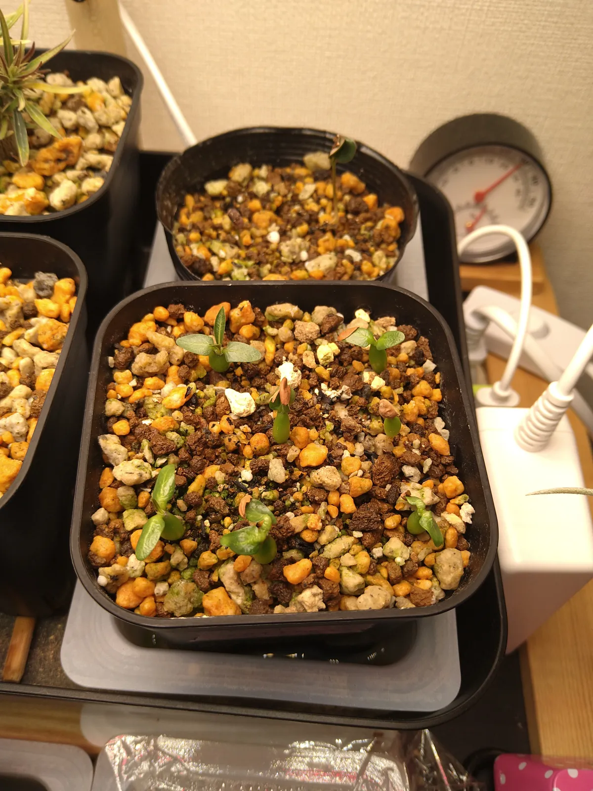 Pachypodium rosulatum subsp. makayense (パキポディウム マカイエンセ)