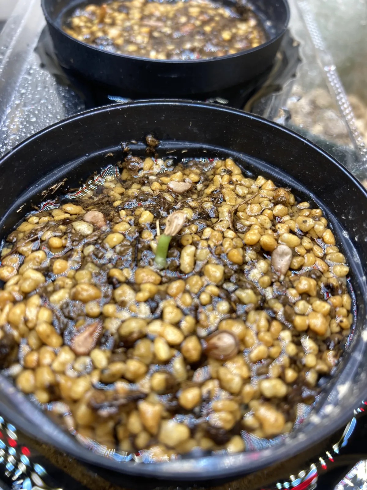 Pachypodium baronii (パキポディウム バロニー)