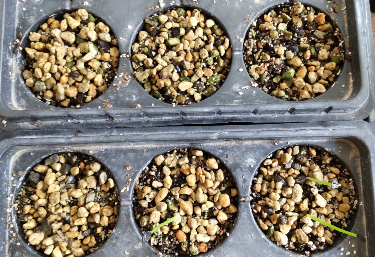 Agave mapisaga var. lisa (アガベ マピサガ リサ)