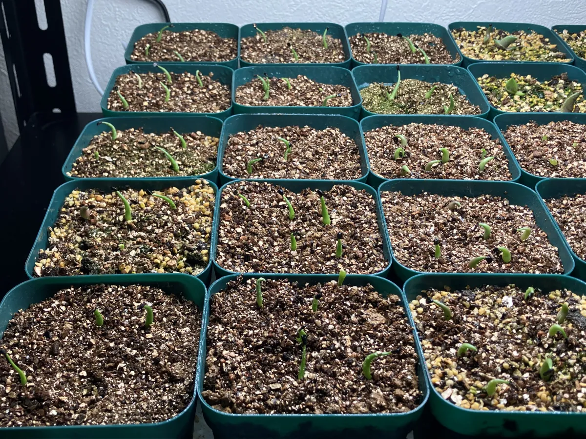 Agave utahensis var. eborispina (アガベ エボリスピナ)