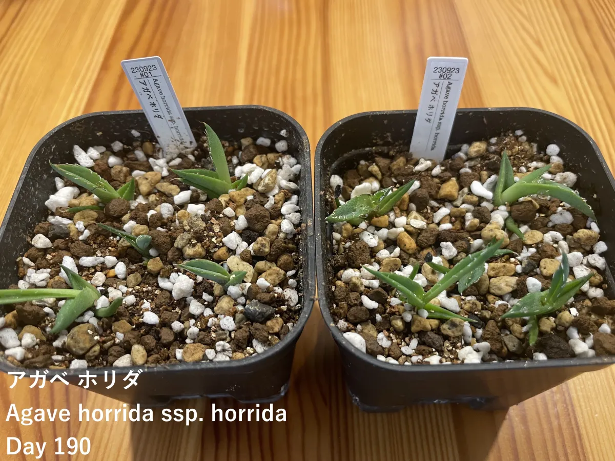 Agave horrida ssp. horrida (アガベ ホリダ)