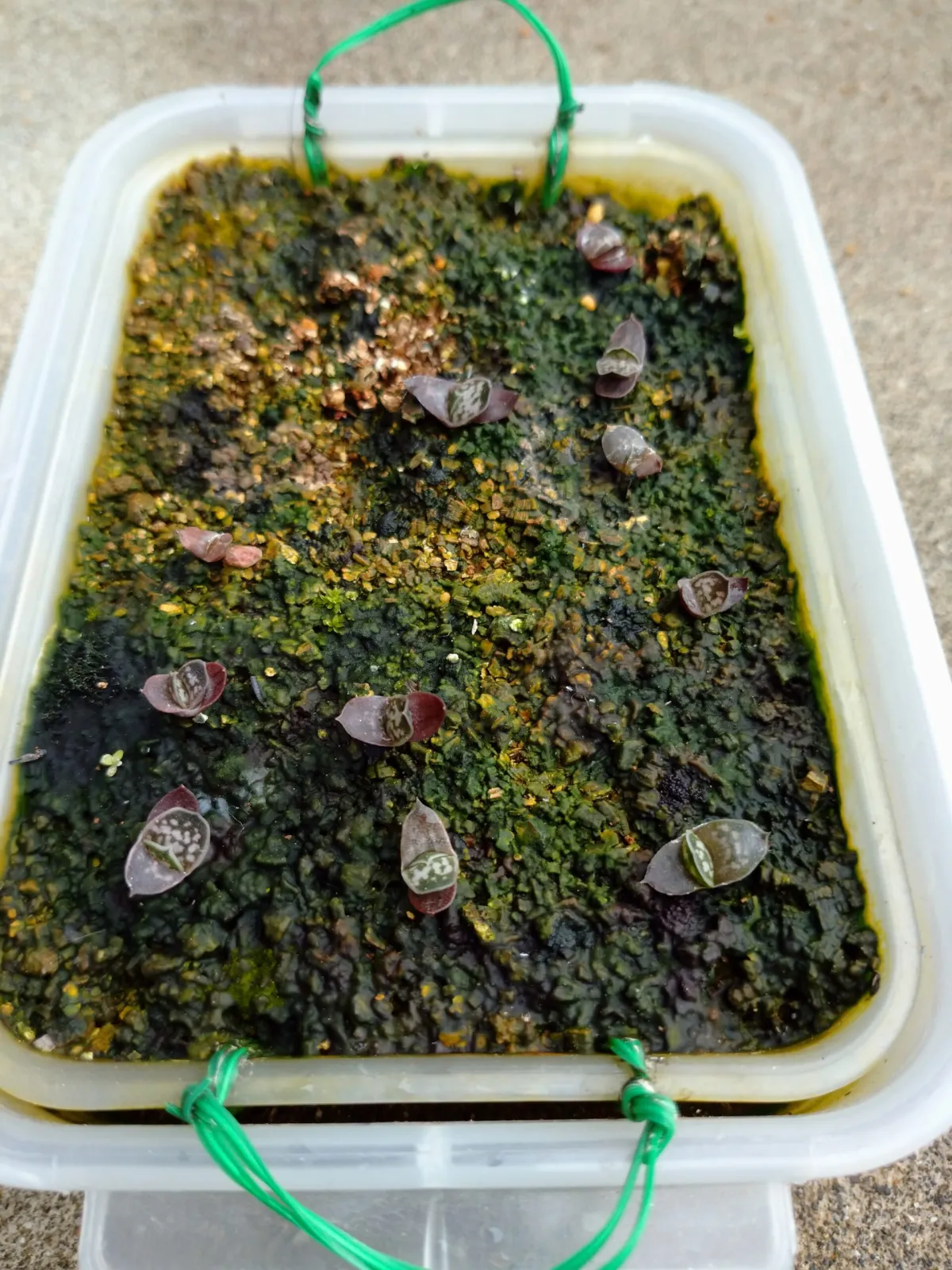 Gasteria carinata var. verrucosa (ガステリア ウェルコーサ)