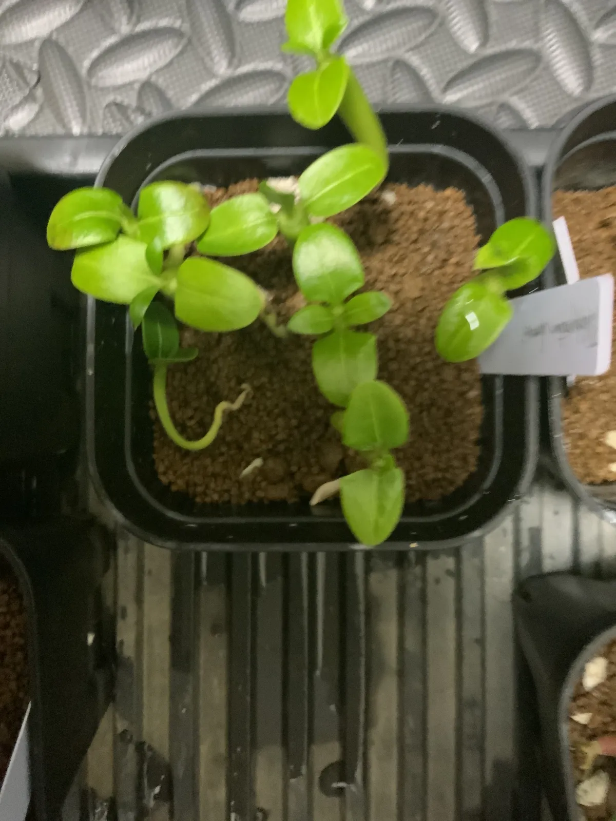 Pachypodium lamerei (パキポディウム ラメレイ 夢叶棒)