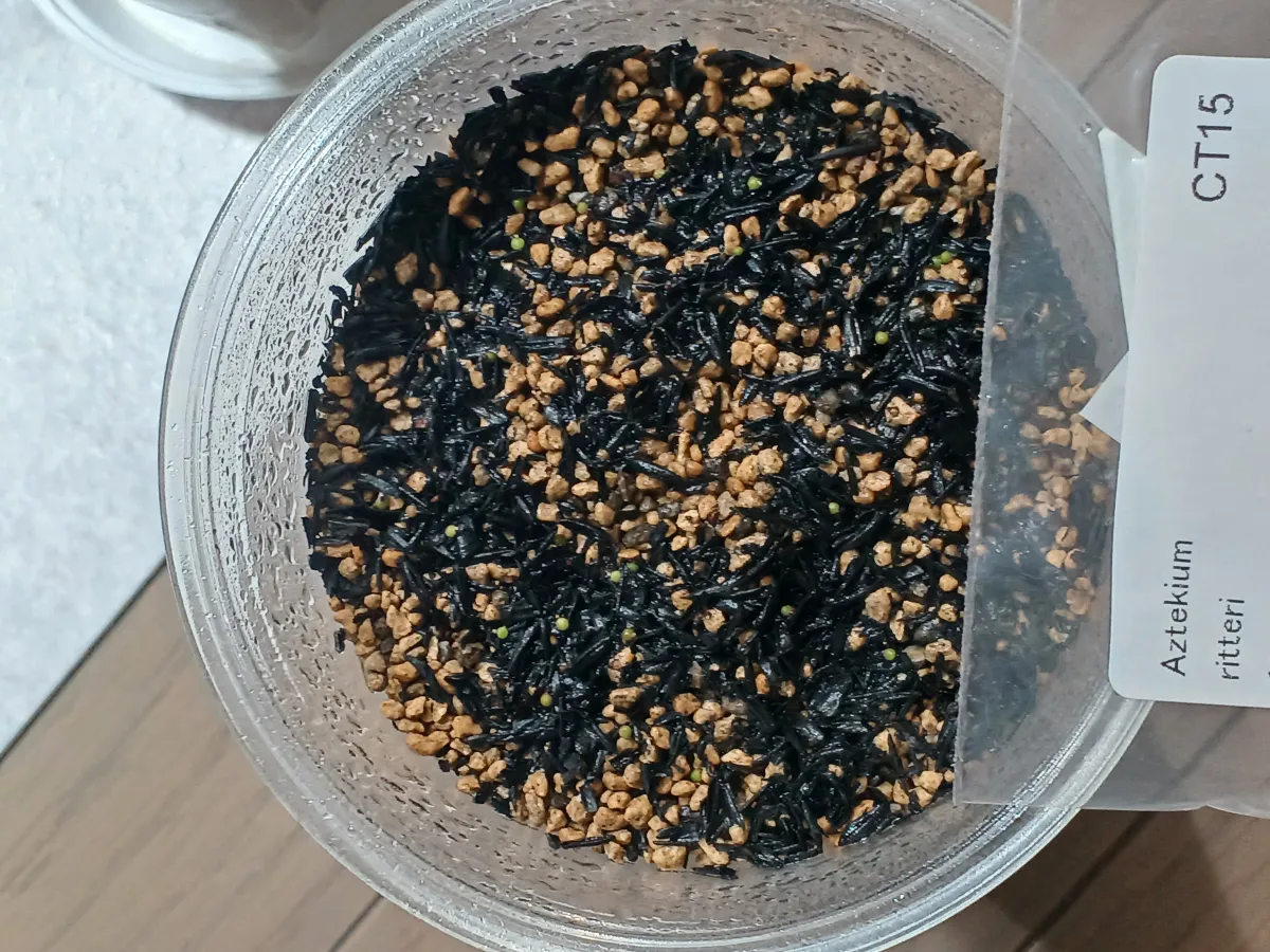 Aztekium ritteri (アズテキウム 花籠)