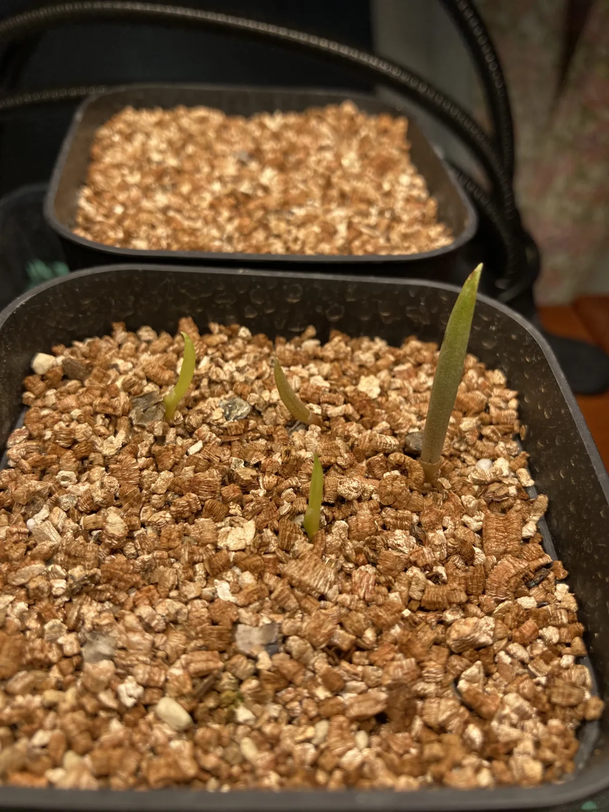 Aloe suzannae (アロエ スザンナエ)