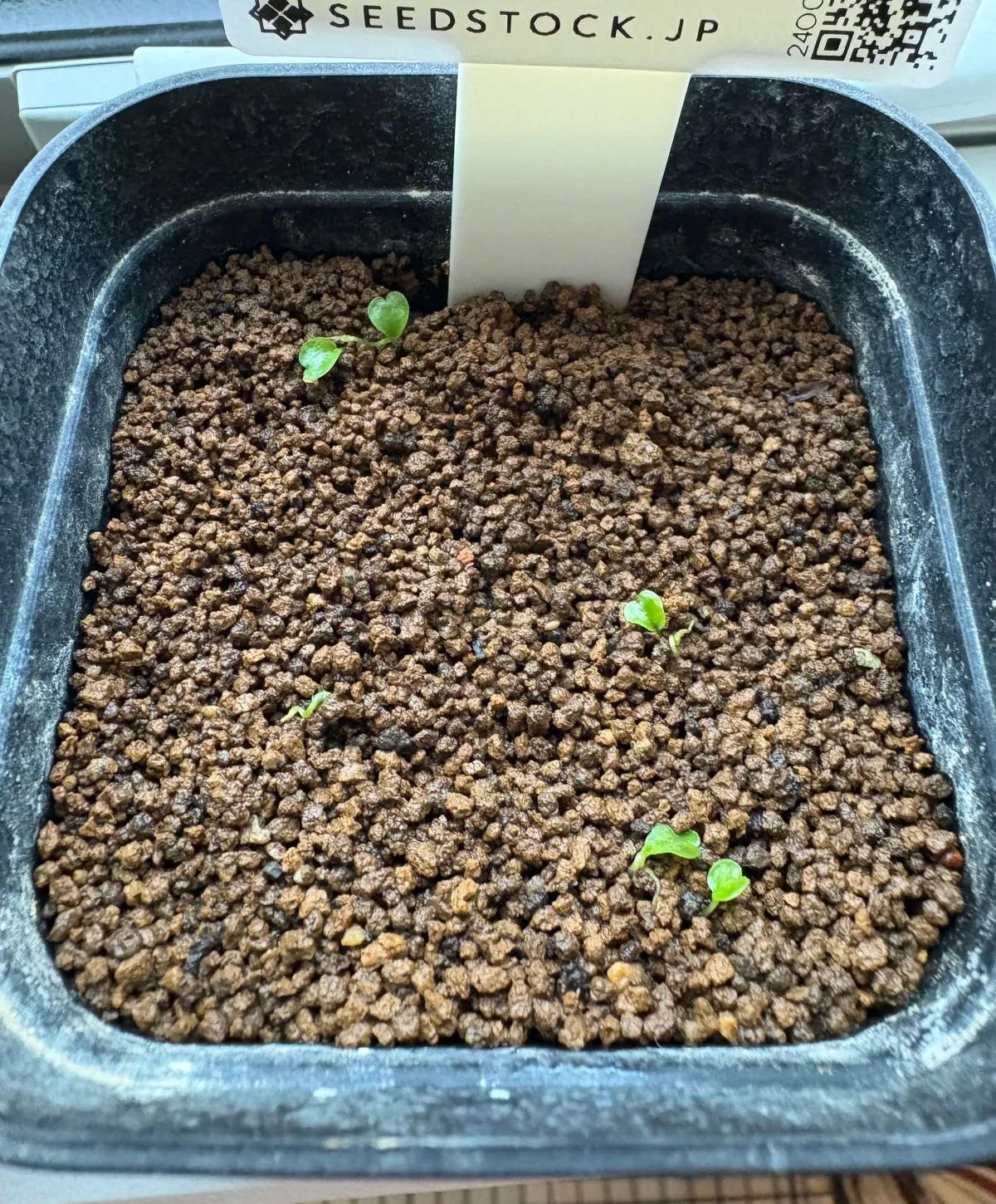 Philodendron el_macano El Macano (フィロデンドロン エル・マカノ)