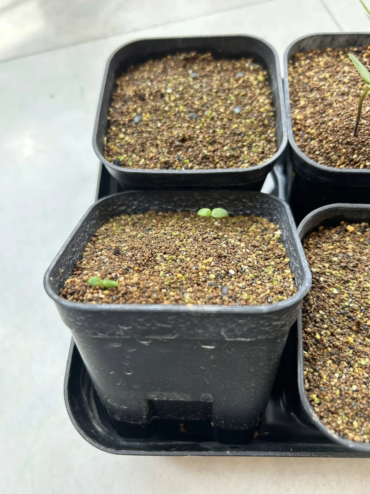 Beiselia mexicana (ベイセリア メキシカーナ)