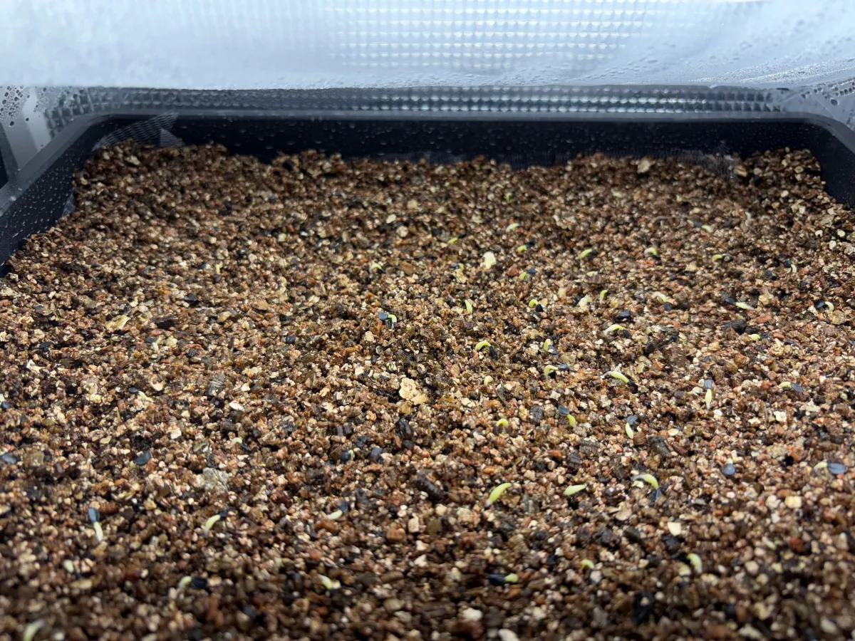 Agave oteroi (アガベ オテロイ)