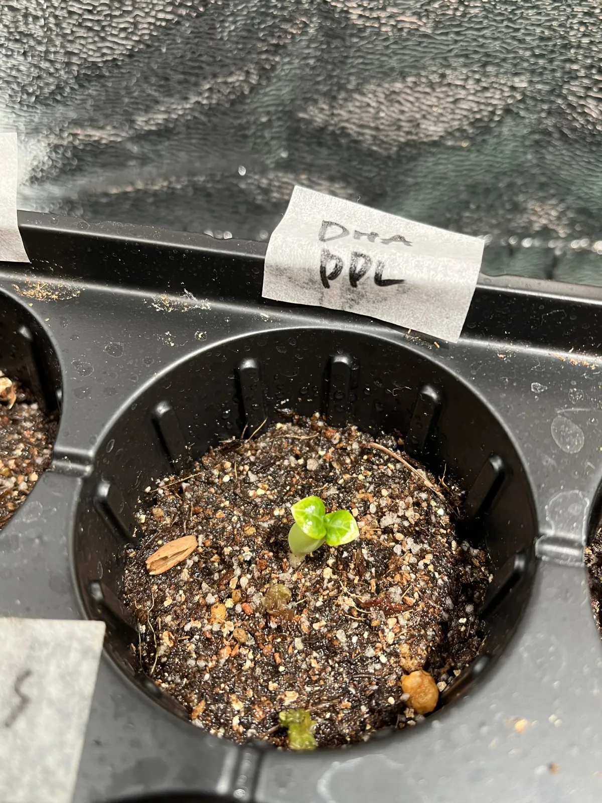 Adenium DHA PPL (アデニウム DHA PPL)