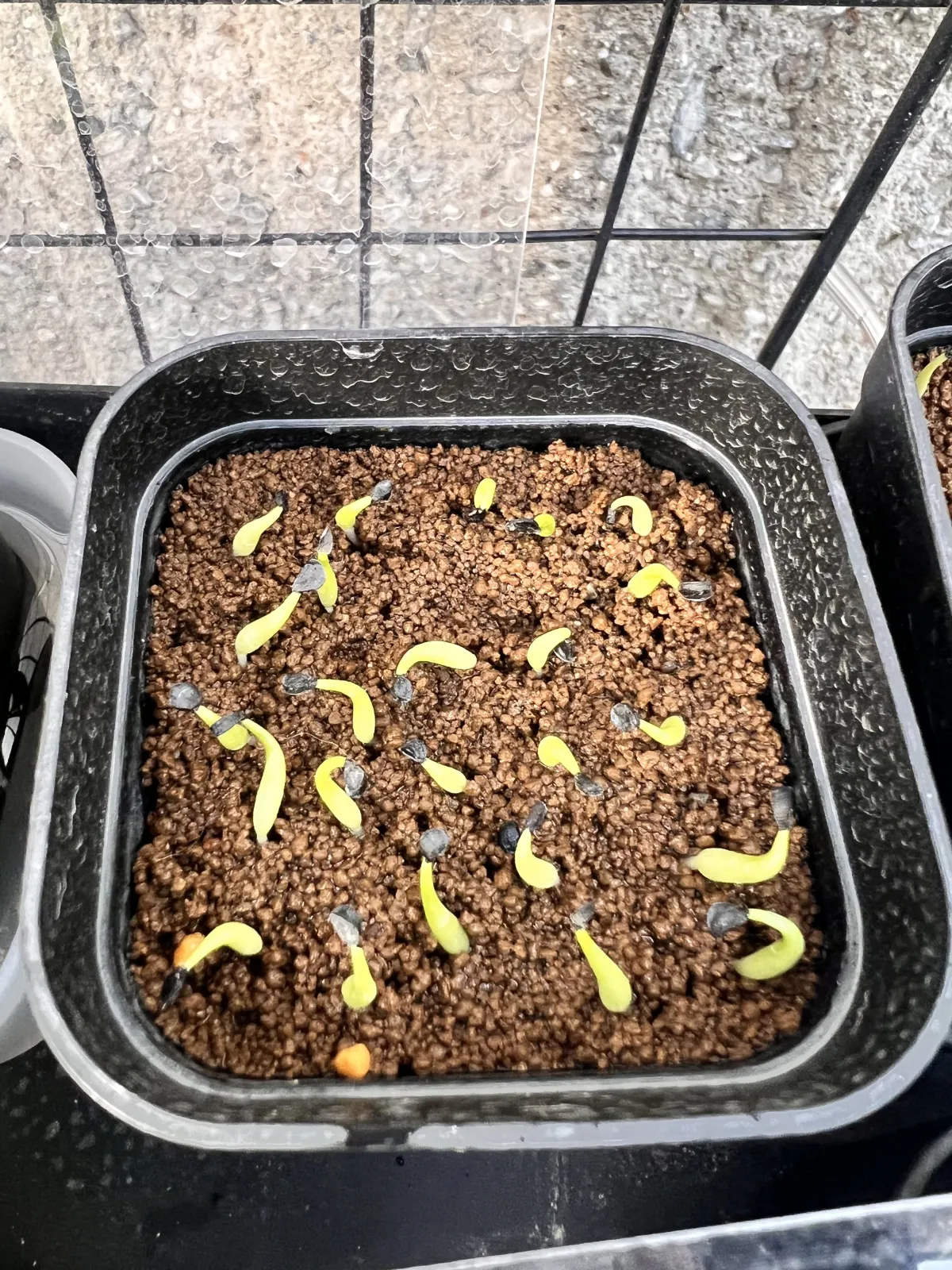 Agave victoriae-reginae ssp. swobodae 'Compacta' (アガベ スワボダエ コンパクタ‘’)