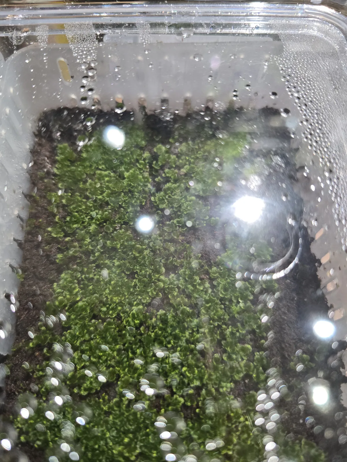 Platycerium ridleyi (ビカクシダ リドレイ)