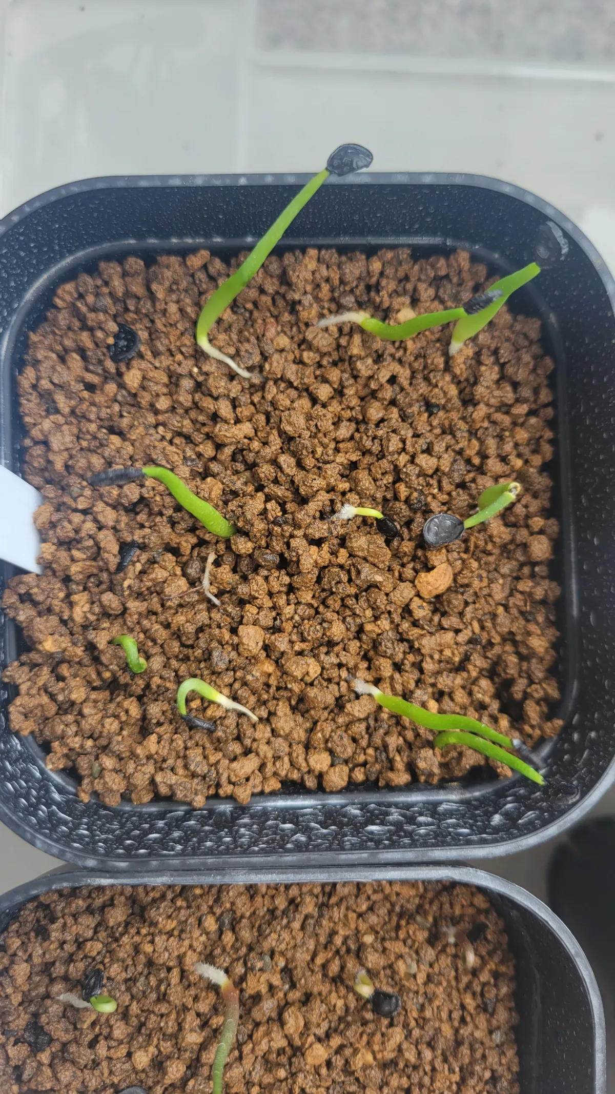 Agave havardiana (アガベ ハバルディアナ)