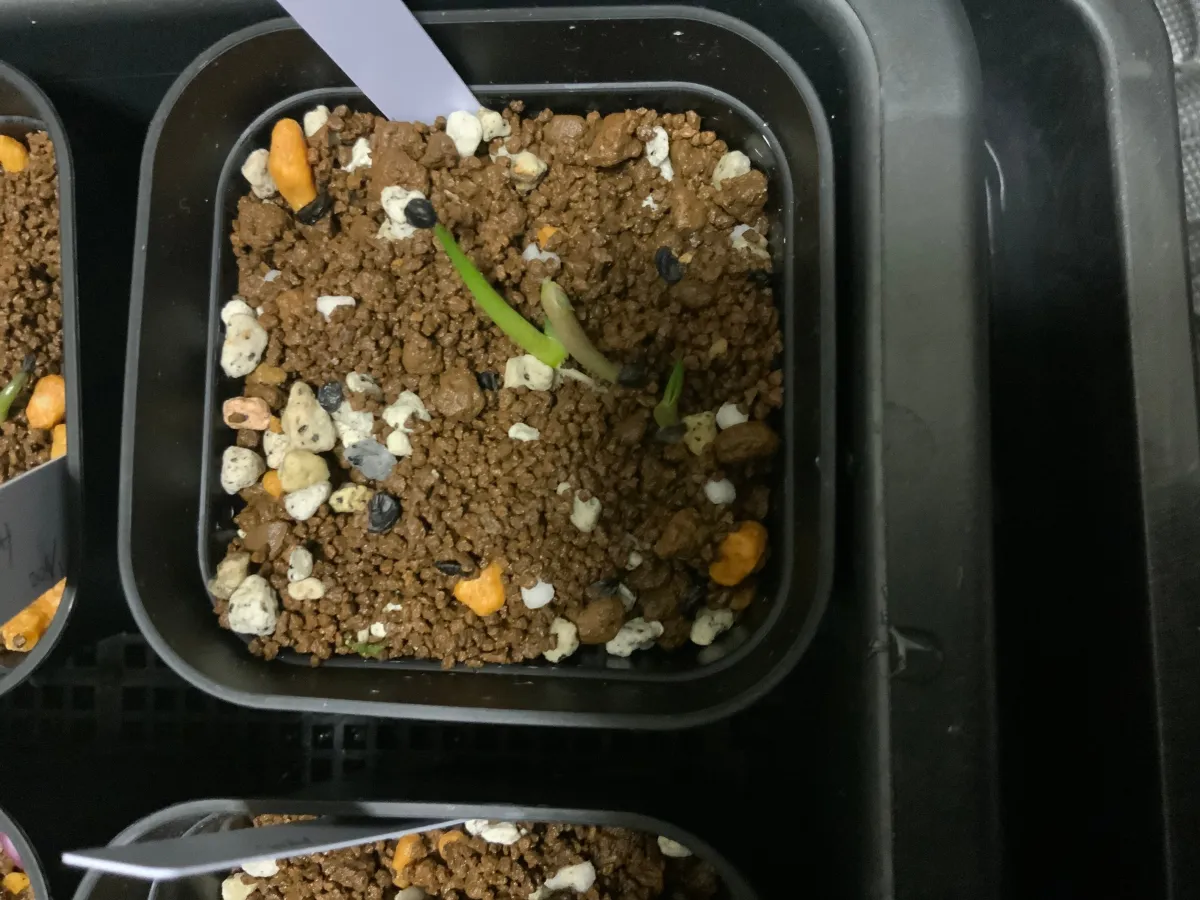 Agave pintilla (アガベ ピンティラ)