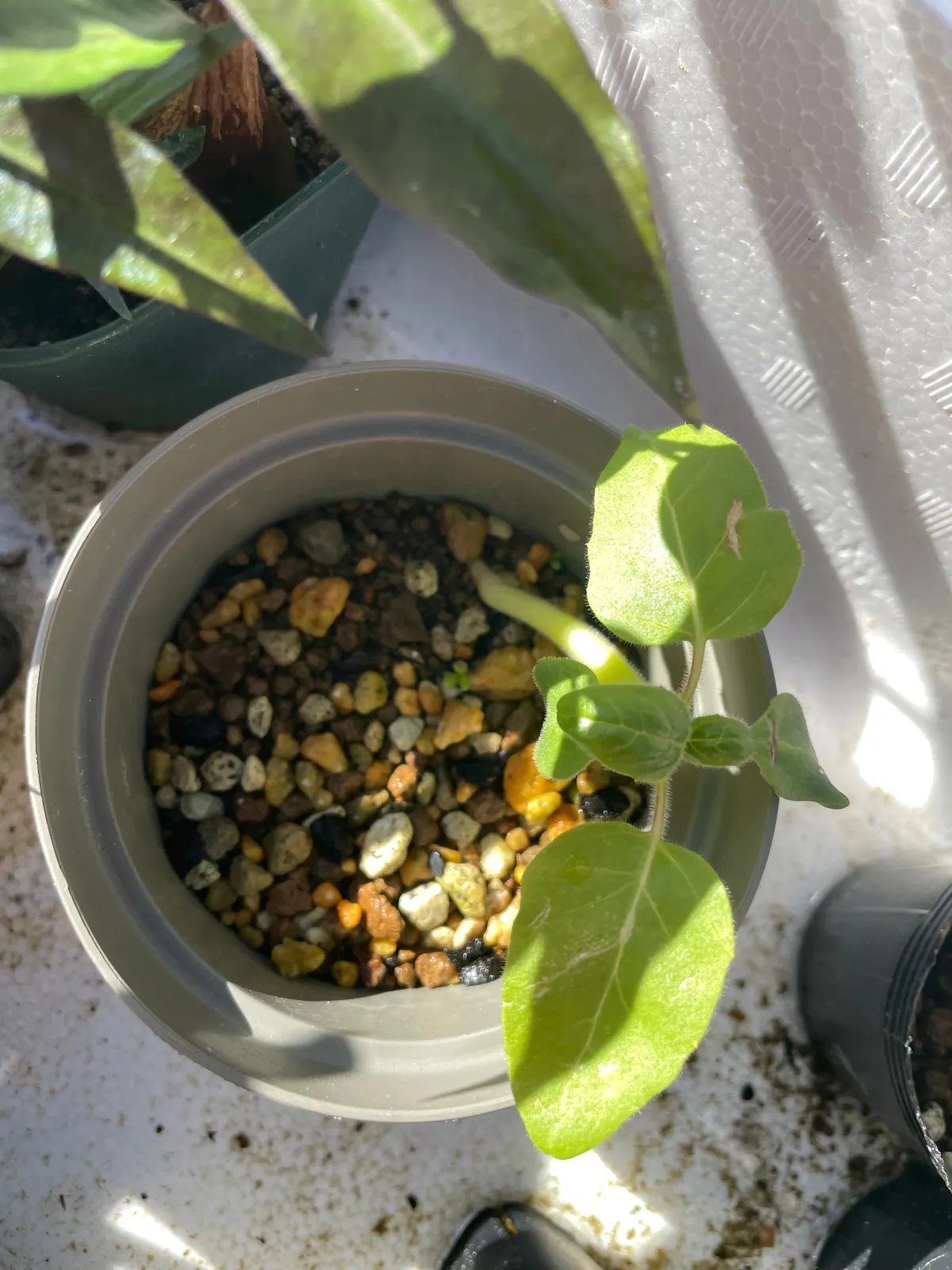 Uncarina sakalava (ウンカリーナ サカラバ)