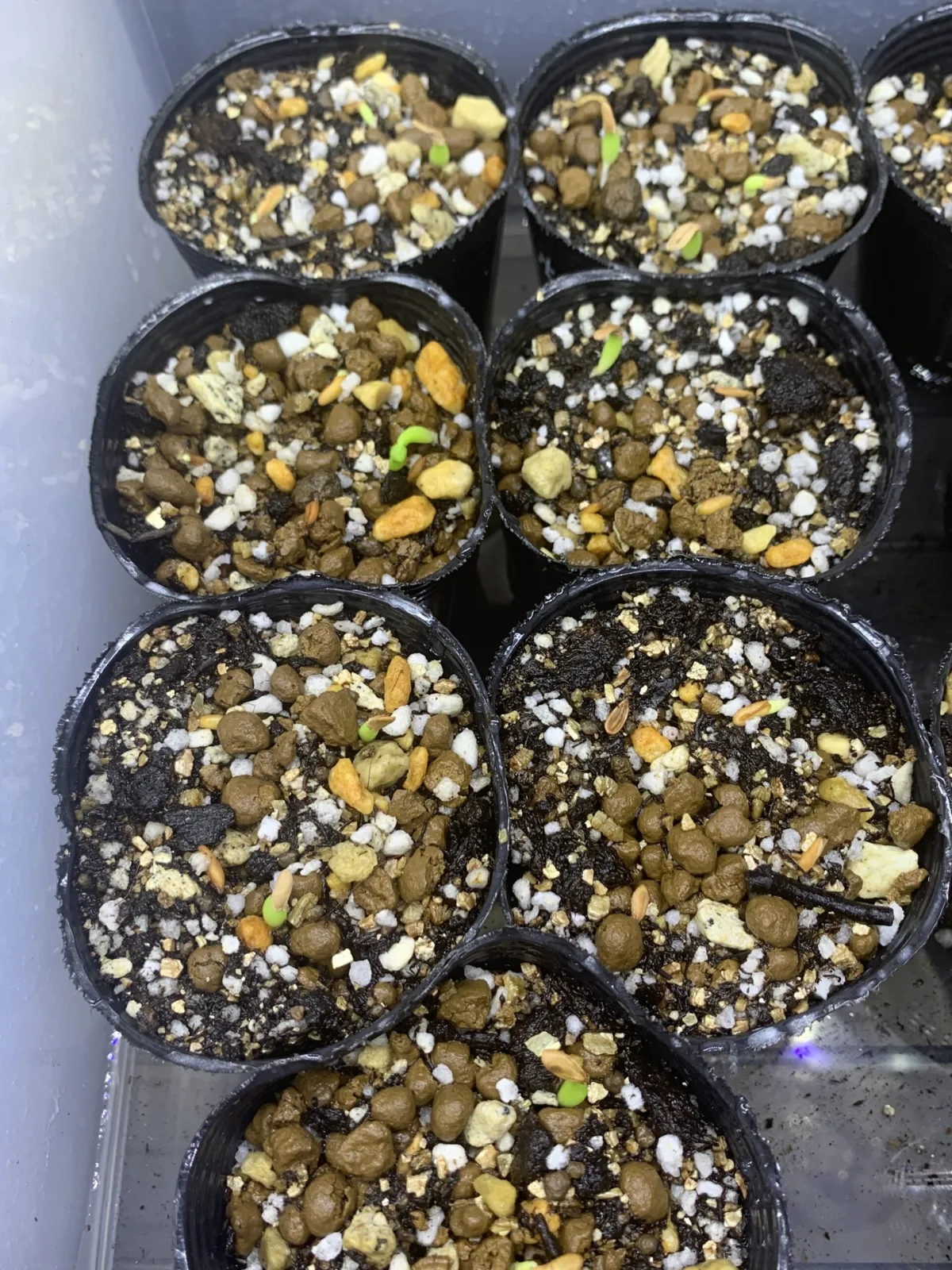 Pachypodium horombense (パキポディウム ホロンベンセ)