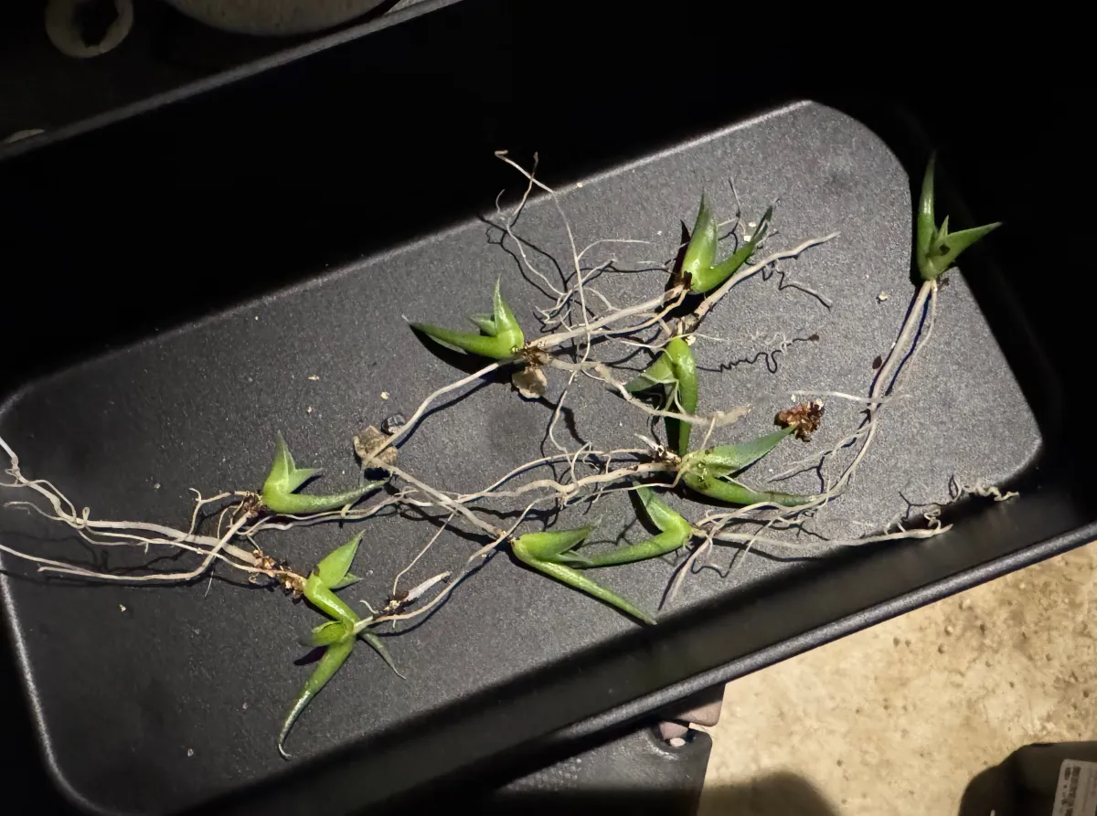 Agave utahensis var. eborispina (アガベ エボリスピナ)