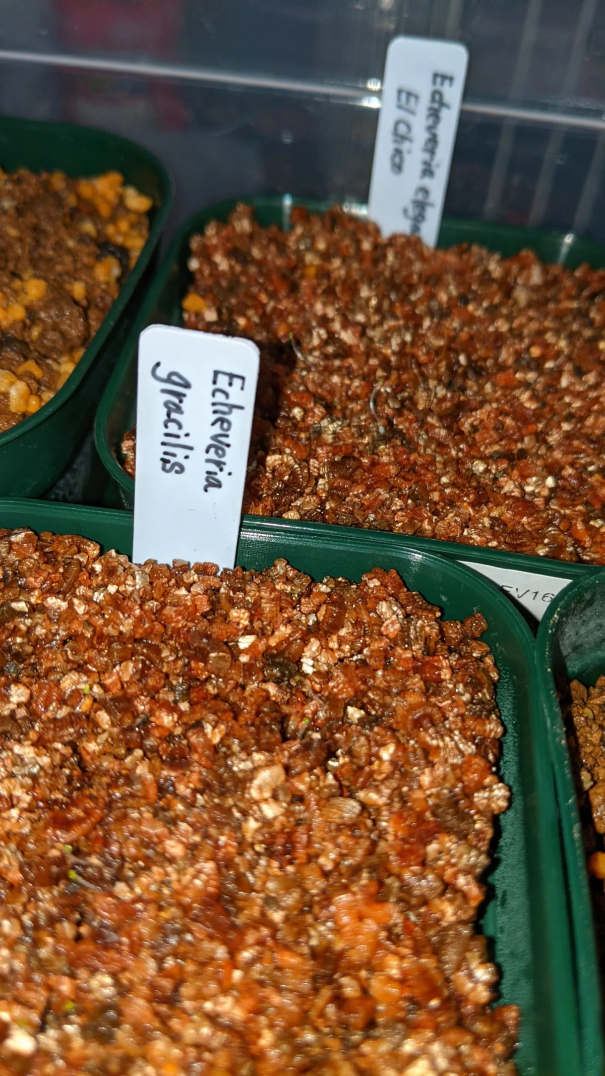 Echeveria gracilis (エケベリア グラキリス)