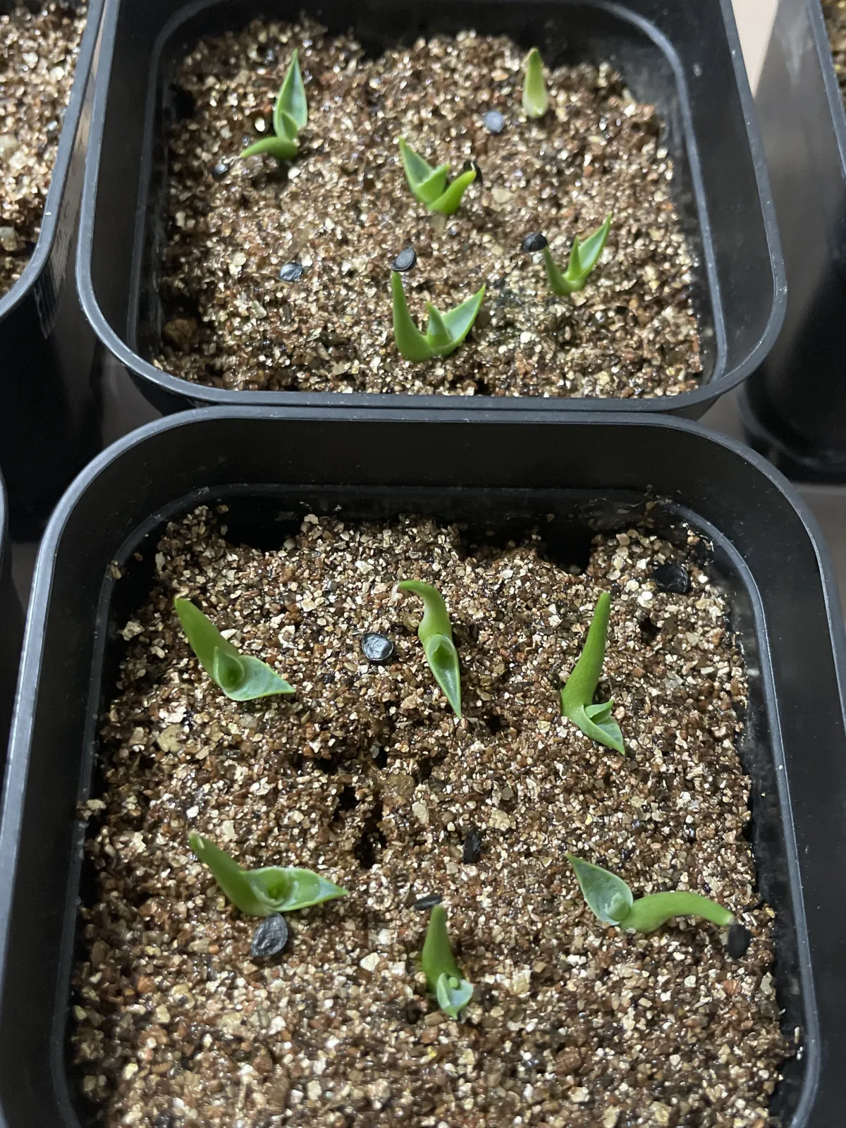 Agave utahensis var. eborispina (アガベ エボリスピナ)