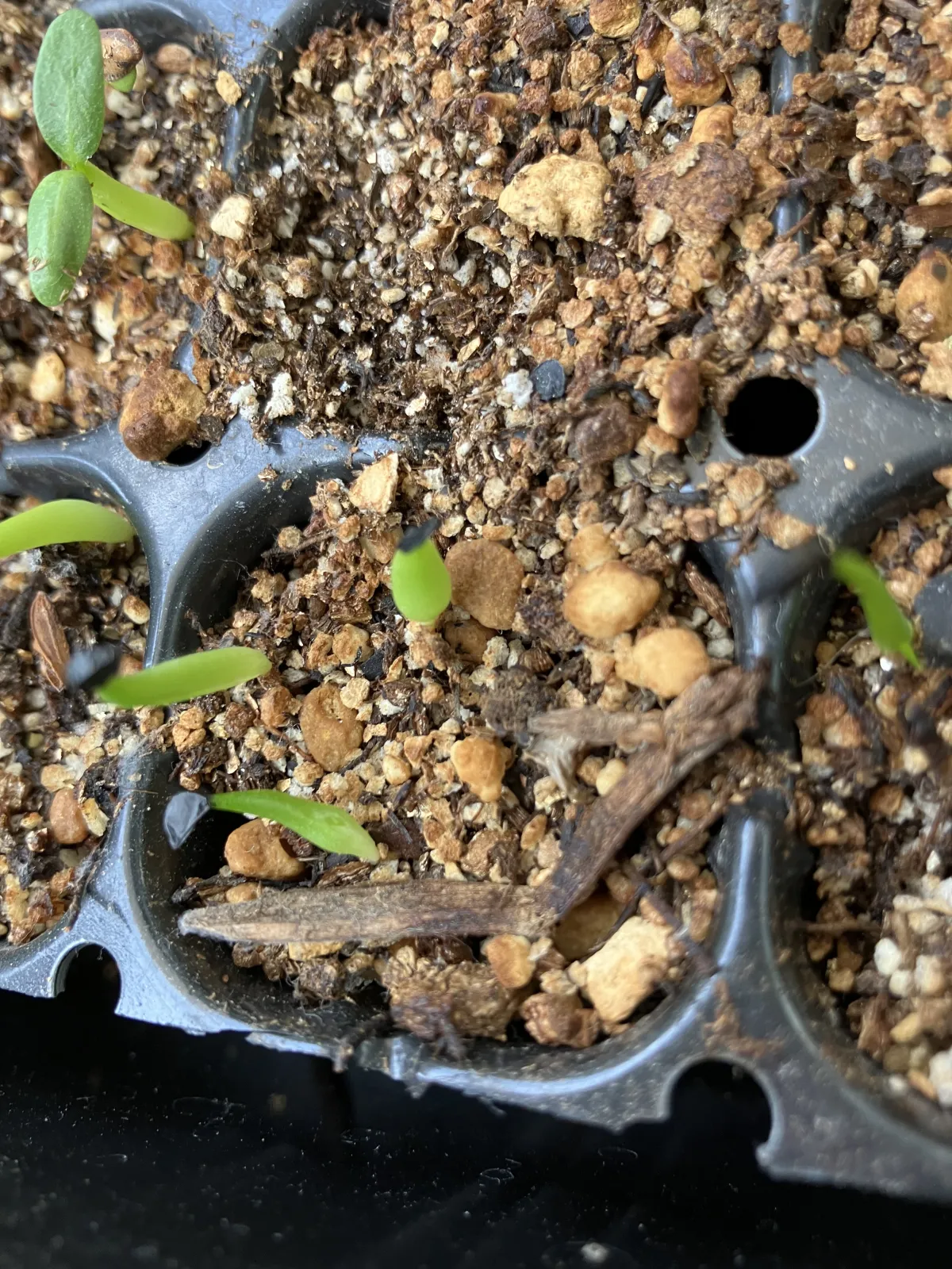 Agave oteroi (アガベ オテロイ)