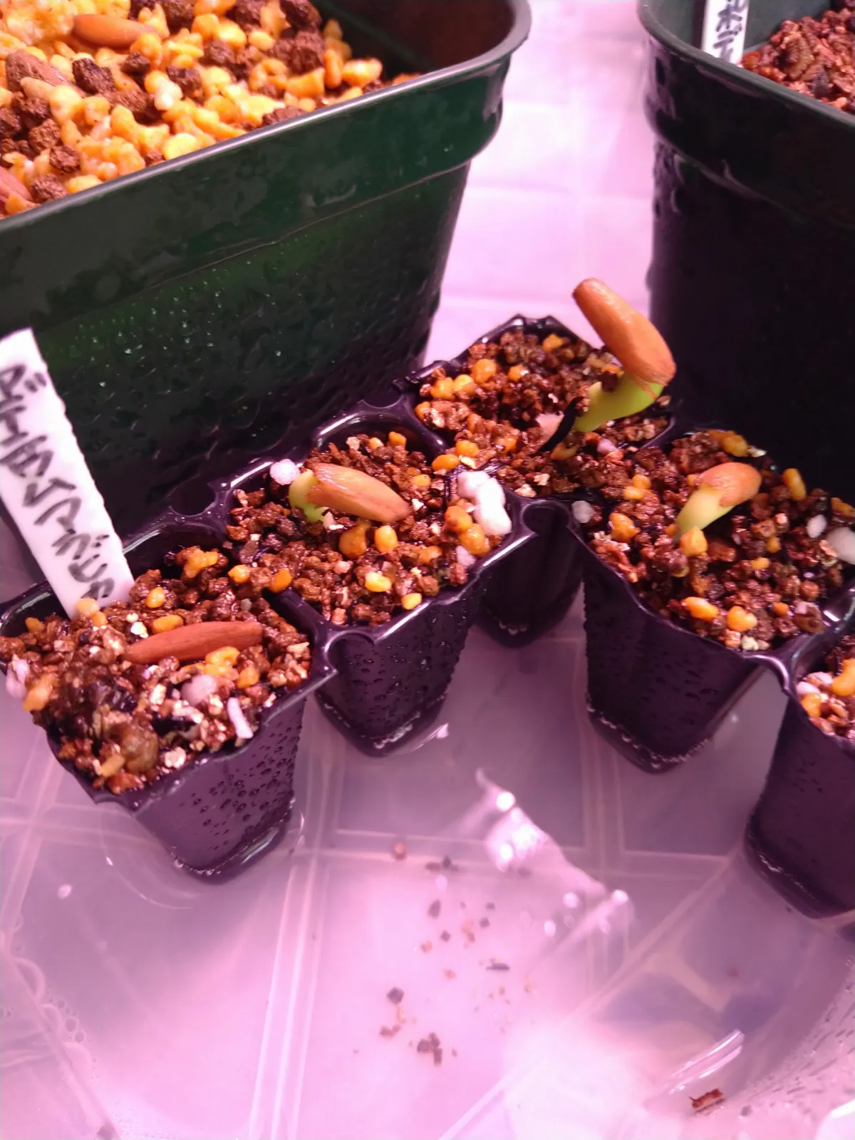 Adenium arabicum (アデニウム アラビカム)