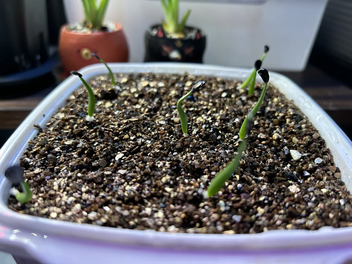 Agave havardiana (アガベ ハバルディアナ)