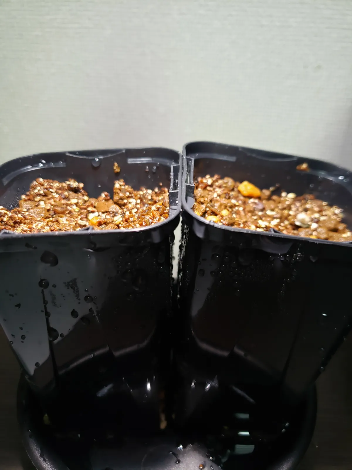 Boswellia sacra (ボスウェリア サクラ)