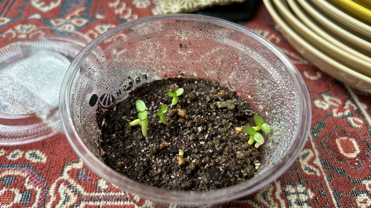 Pachypodium enigmaticum (パキポディウム エニグマチカム)