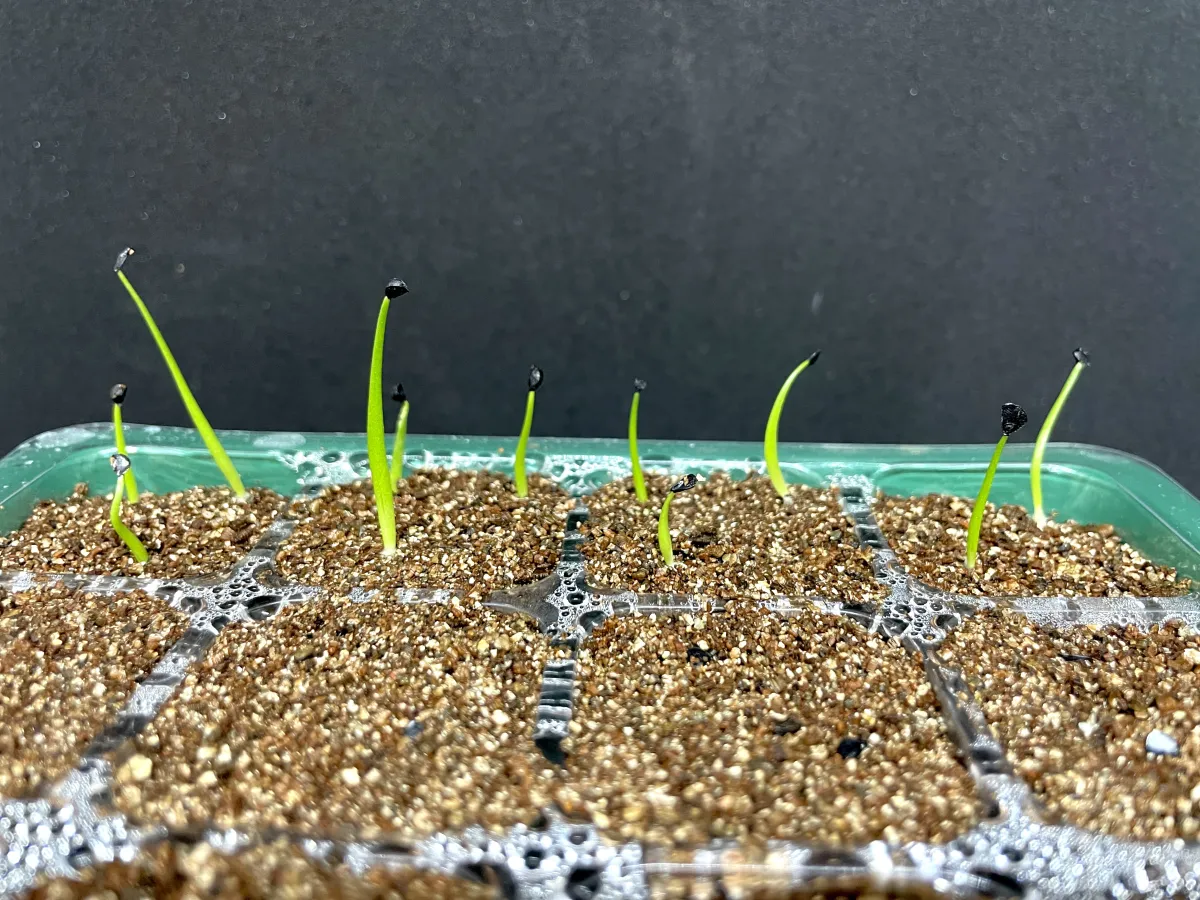 Agave utahensis var. eborispina (アガベ エボリスピナ)