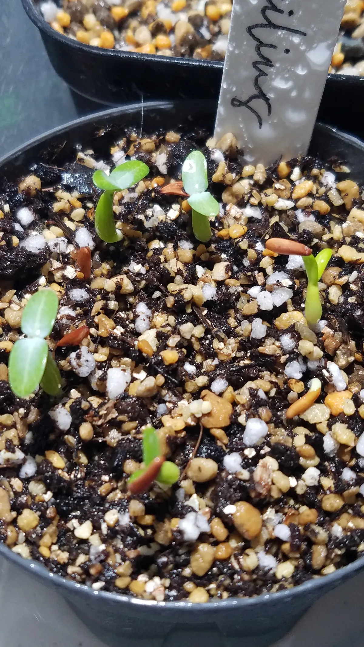 Pachypodium rosulatum var. gracilius (パキポディウム グラキリス)