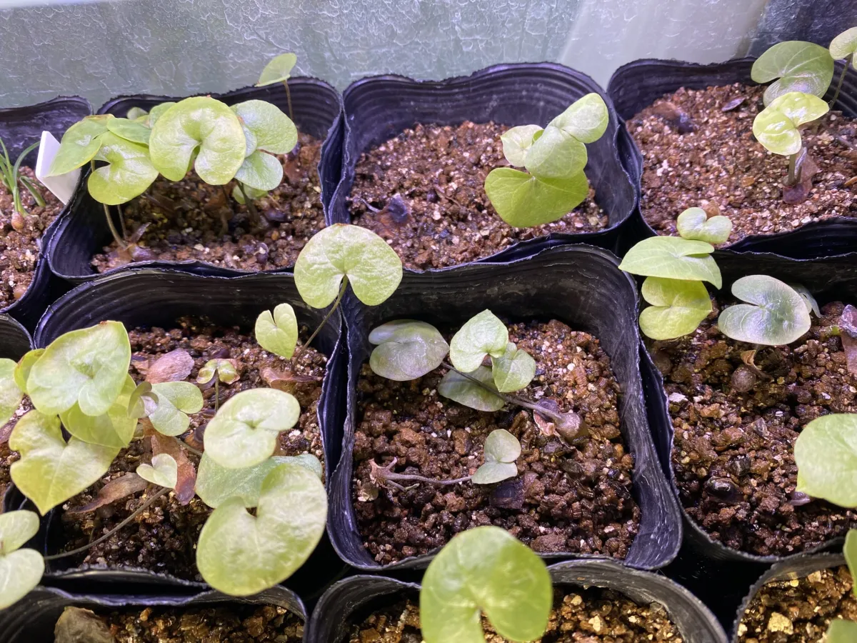 Dioscorea elephantipes (ディオスコレア エレファンティペス アフリカ亀甲竜)