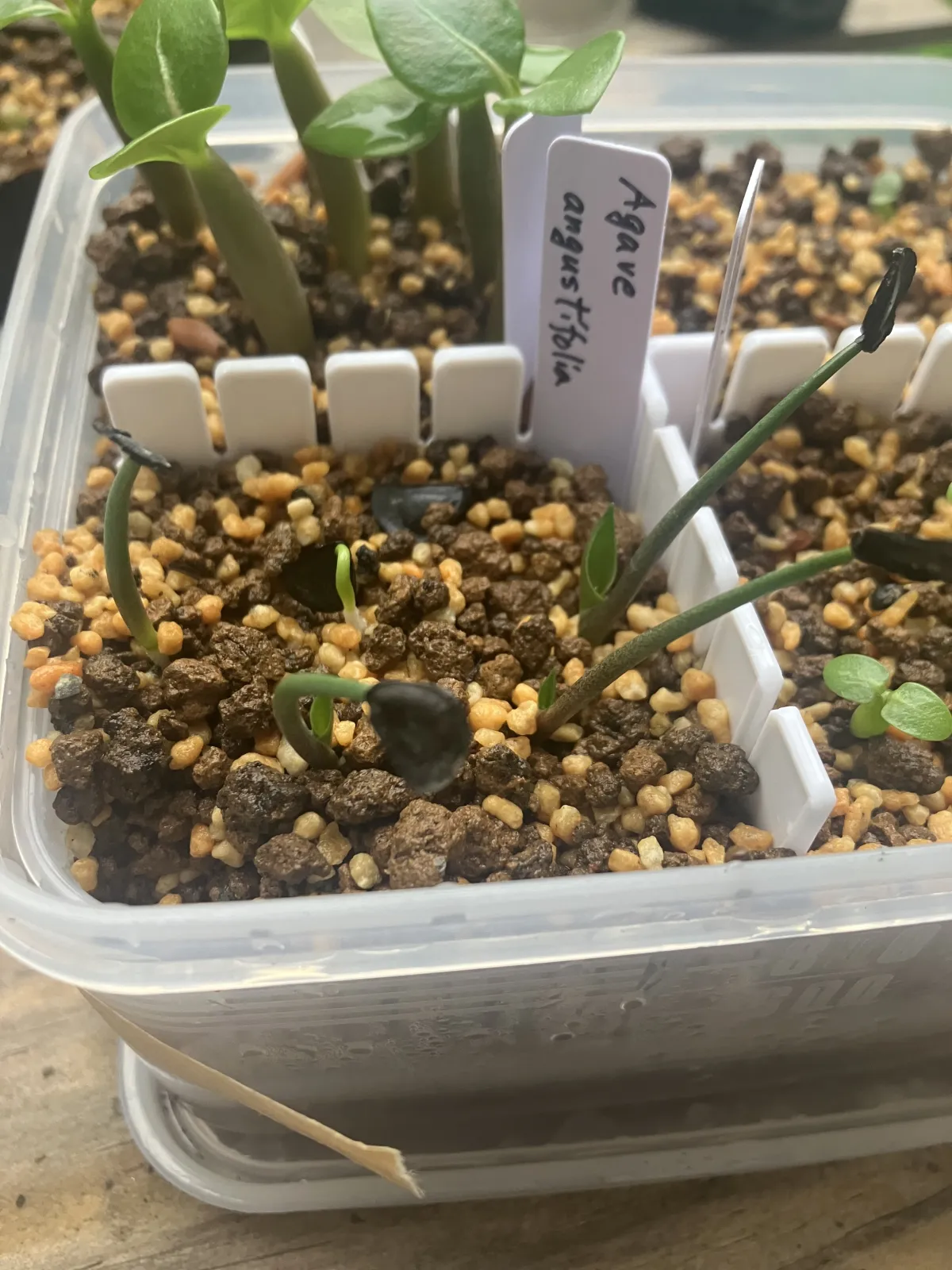 Agave angustifolia (アガベ アンガスティフォリア)