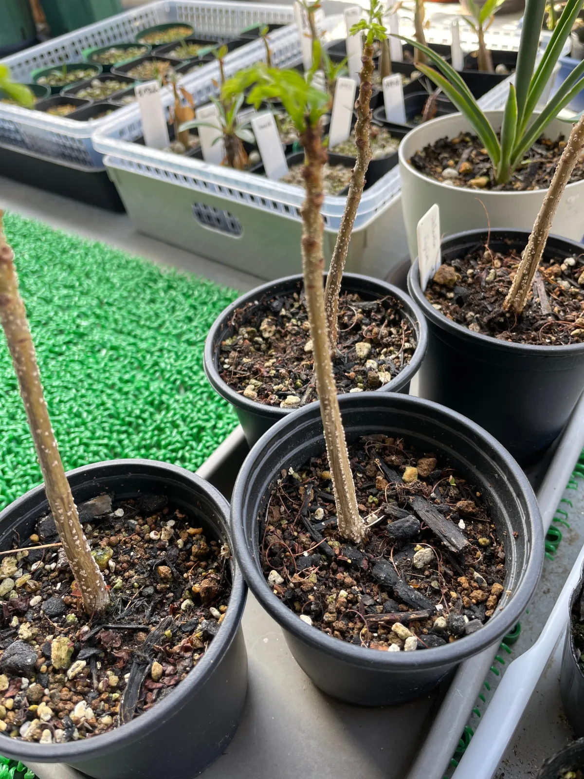 Delonix regia var. flavida (デロニクス レジア 鳳凰木)