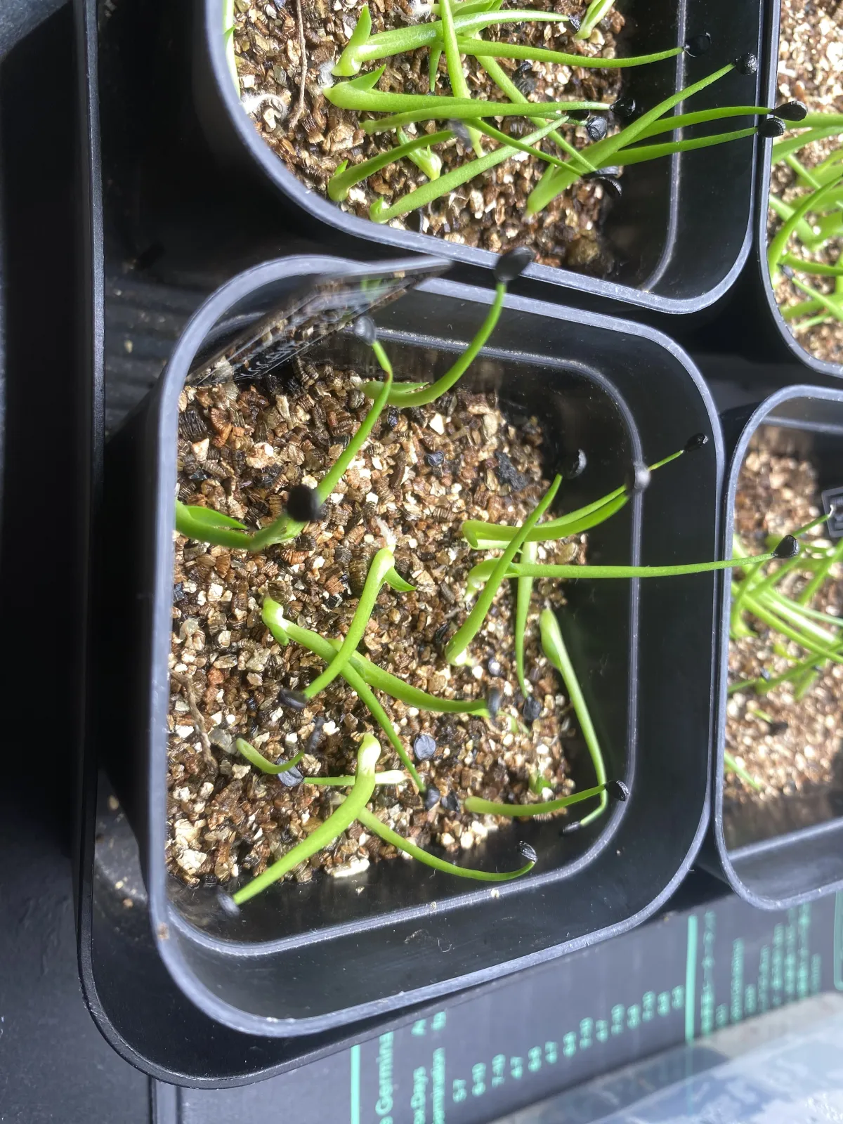 Agave utahensis var. nevadensis (アガベ ユタエンシス ネヴァデンシス)