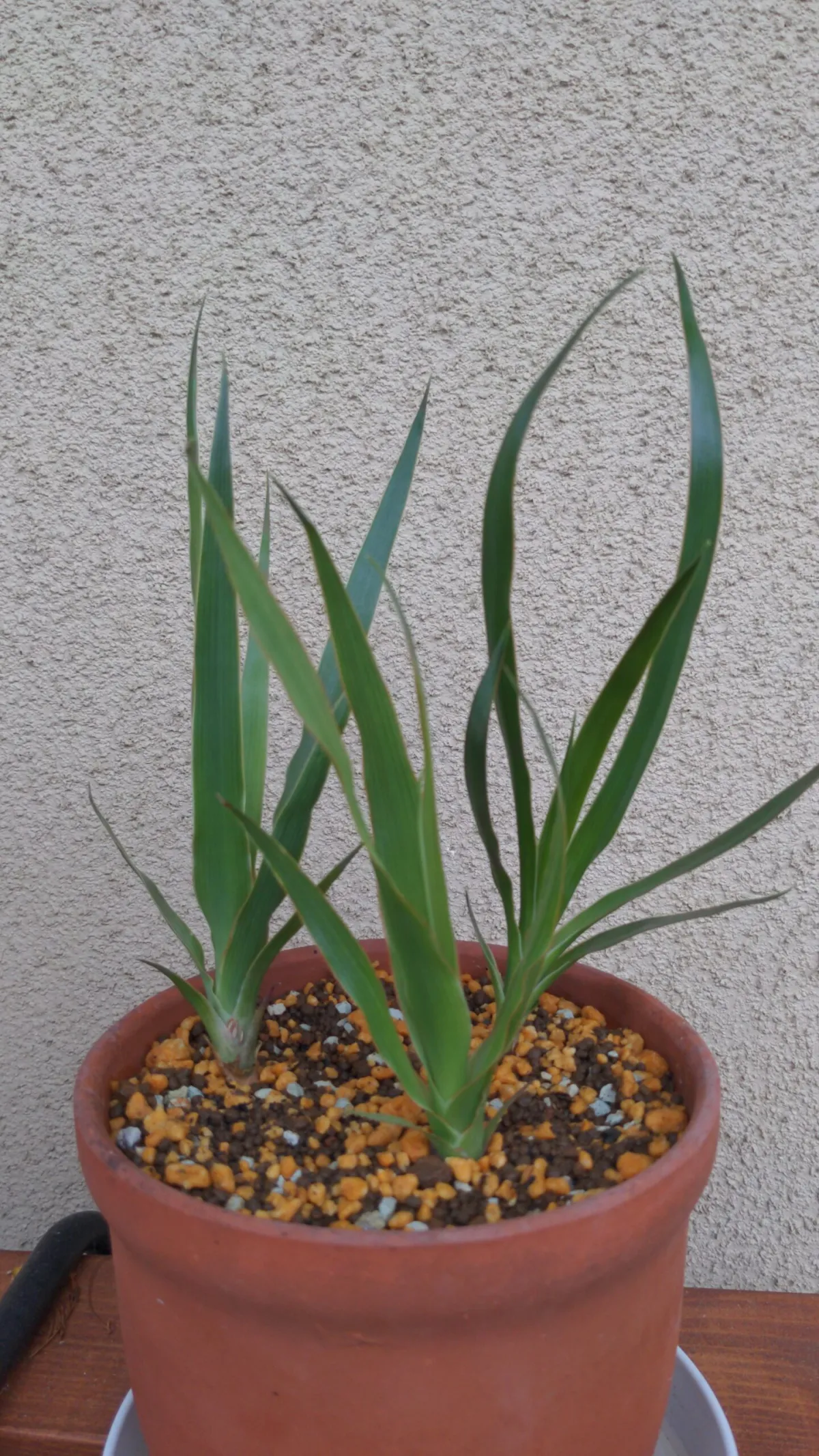 Dracaena draco subsp. draco (ドラセナ ドラコ)