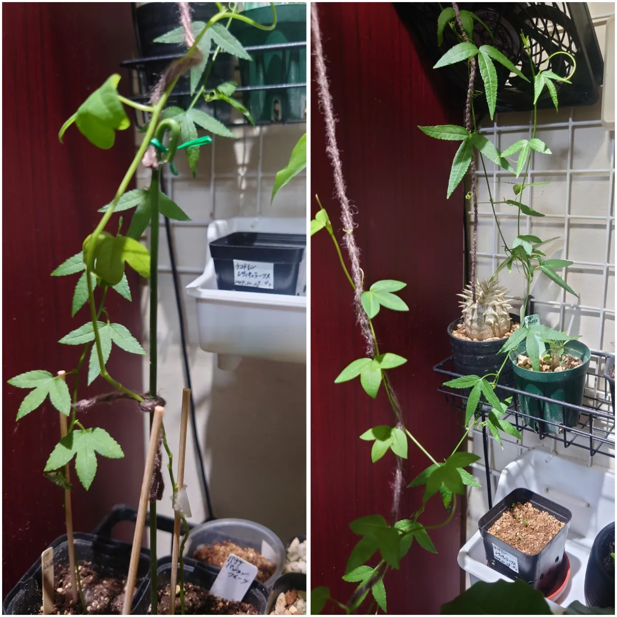 Passiflora mollissima (パッシフローラ モリッシマ)